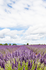 Image showing Lavander field