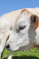 Image showing Free calf on Italian Alps