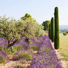 Image showing Lavander field