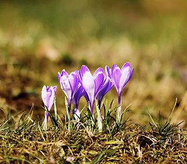 Image showing First spring flowers 