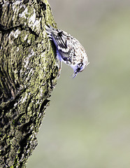 Image showing Eurasian treecreeper 