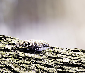 Image showing Eurasian treecreeper 