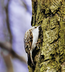 Image showing Eurasian treecreeper 