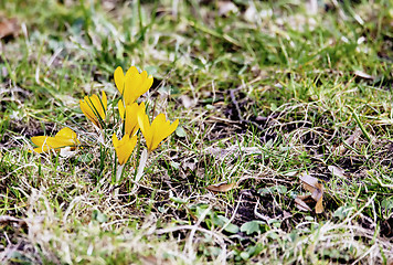 Image showing First spring flowers 