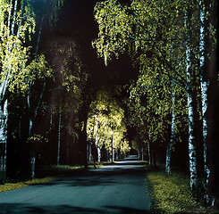 Image showing Birch avenue in the autumn darkness.