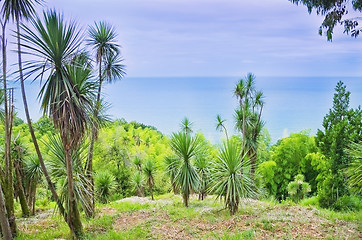 Image showing palm trees 