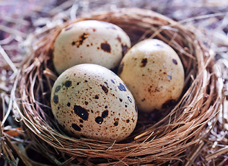 Image showing quail eggs