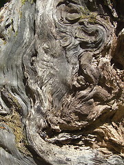 Image showing dead-wood