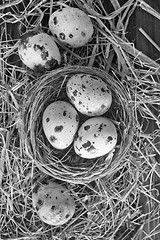 Image showing quail eggs