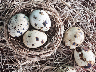 Image showing quail eggs