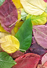 Image showing autumn background