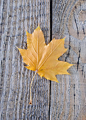 Image showing autumn background