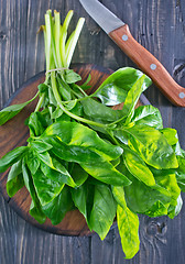 Image showing fresh basil