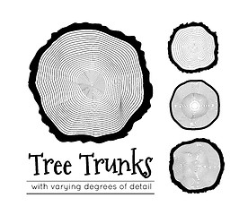 Image showing Cross section of the trunk, vector illustration