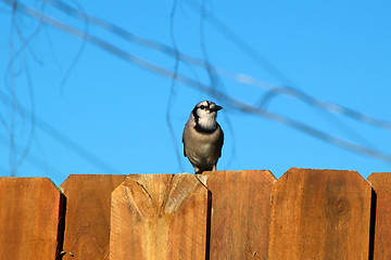 Image showing blue jay bird on fence looking away