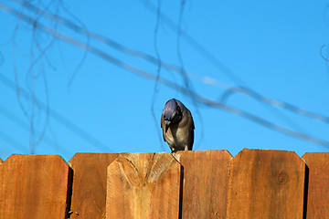 Image showing blue jay bird on fence looking down