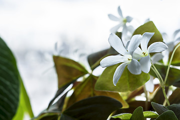 Image showing White flowers on the window 