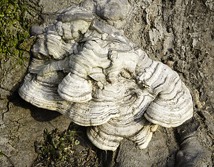 Image showing Layered bracket fungi on tree