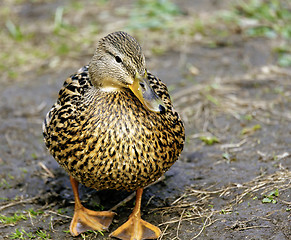 Image showing cute mallard