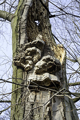 Image showing Layered bracket fungi on tree