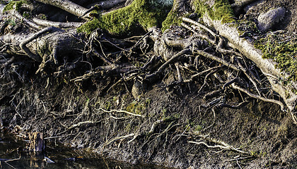 Image showing Tree roots by creek