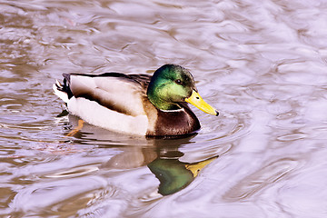 Image showing cute mallard