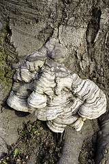 Image showing Layered bracket fungi on tree