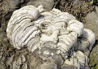 Image showing Layered bracket fungi on tree