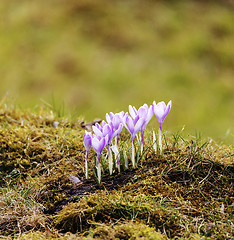 Image showing First spring flowers 