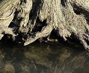 Image showing Tree roots by creek