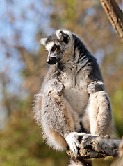 Image showing Ring-tailed lemur (Lemur catta) 