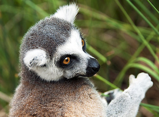 Image showing Ring-tailed lemur (Lemur catta) 