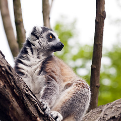 Image showing Ring-tailed lemur (Lemur catta) 