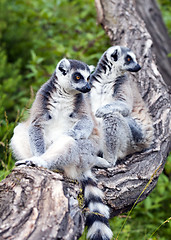 Image showing Ring-tailed lemur (Lemur catta) 