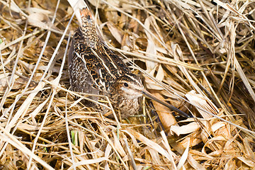 Image showing Common snipe