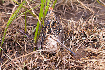 Image showing Common snipe