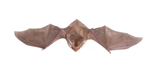 Image showing long-eared bat isolated on white