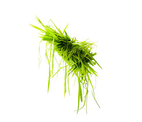 Image showing hanging bright green grass isolated