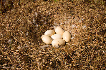 Image showing nest of the Swan in the Arctic