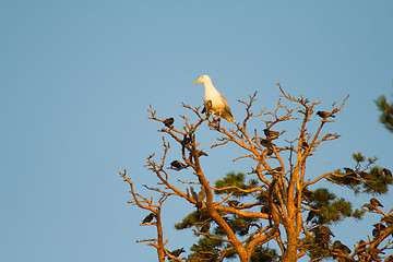 Image showing flight starlings  bird and  big seagull on  tree