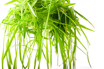 Image showing hanging bright green grass isolated