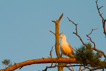 Image showing seagull big white on a branch. colony of birds.