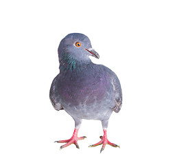 Image showing pigeon on a white background