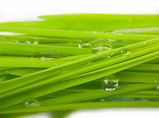 Image showing green grass and water drop macro