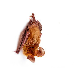 Image showing long-eared bat isolated on white