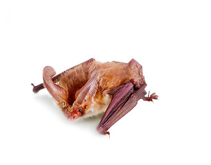 Image showing long-eared bat isolated on white