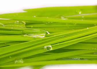 Image showing green grass and water drop macro