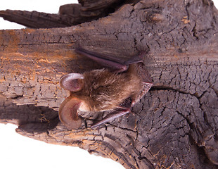 Image showing long-eared bat