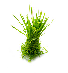 Image showing figure green grass isolated