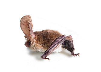 Image showing long-eared bat isolated on white